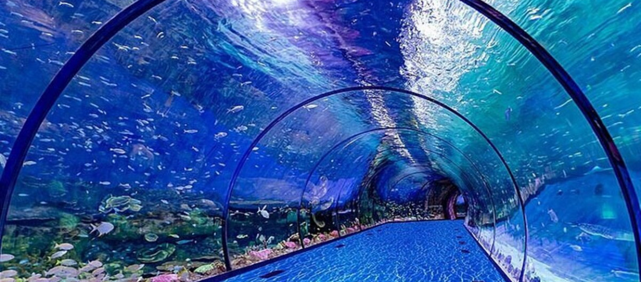The National Aquarium Abu Dhabi