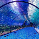 The National Aquarium Abu Dhabi